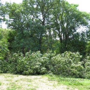 20100626FallenOak