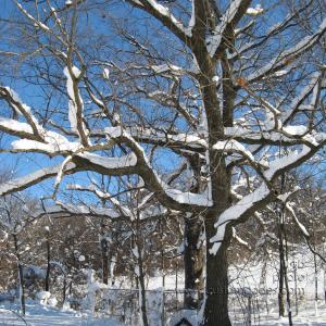 091210OaksHoldingSnow