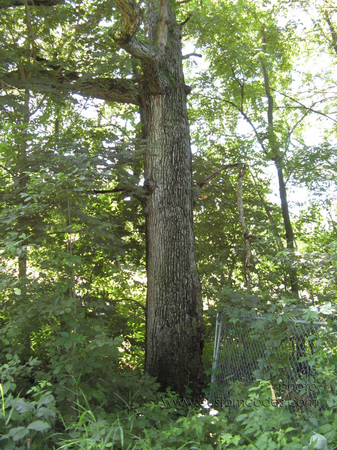 20100626_AncientOak_r