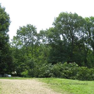 20100626_BeanerCatchingButterflies
