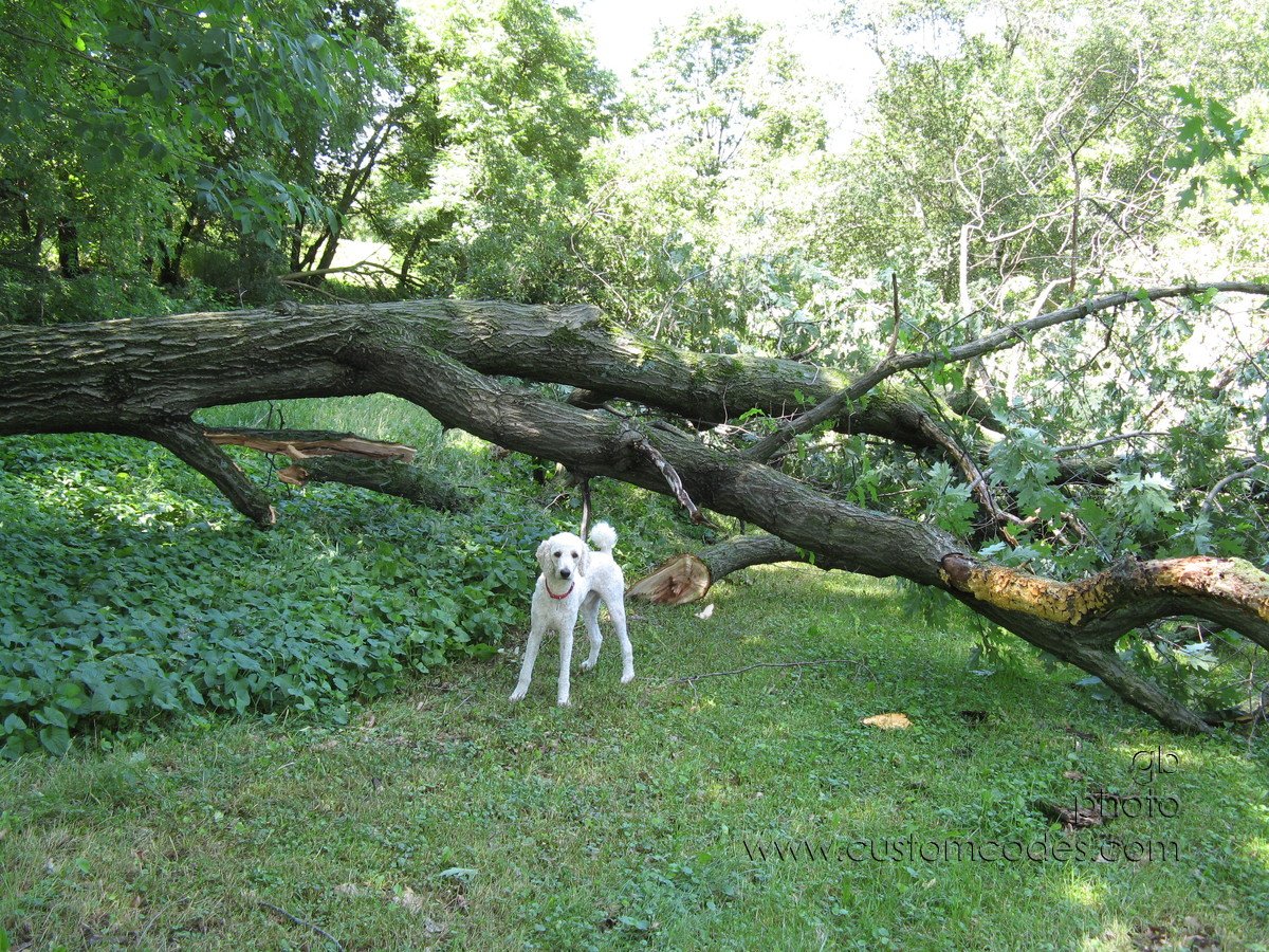 20100626_ElwoodByOak