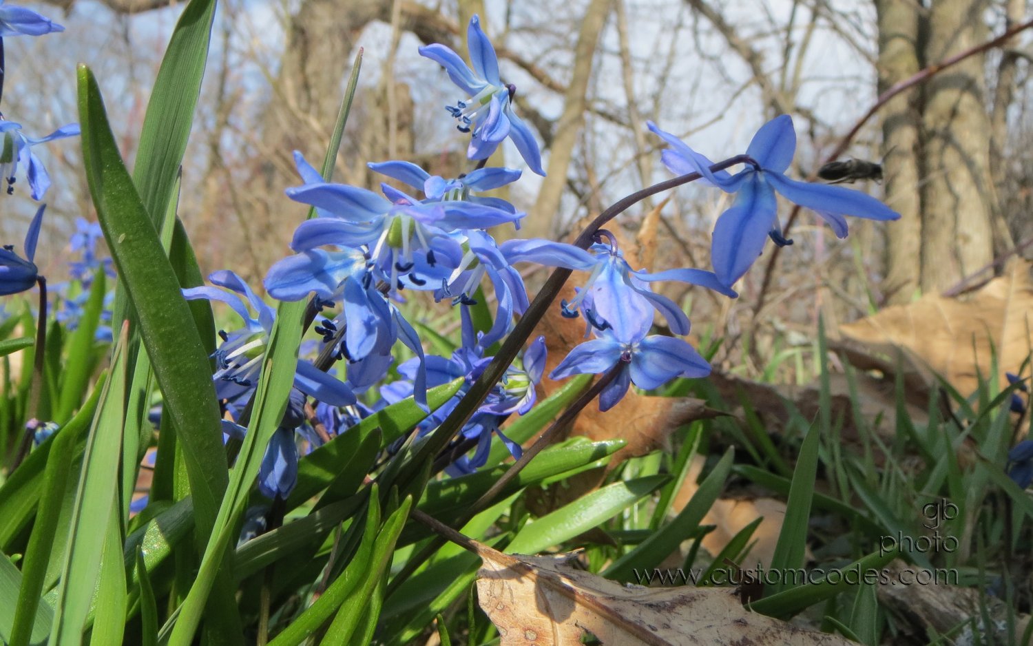 blues_20130426