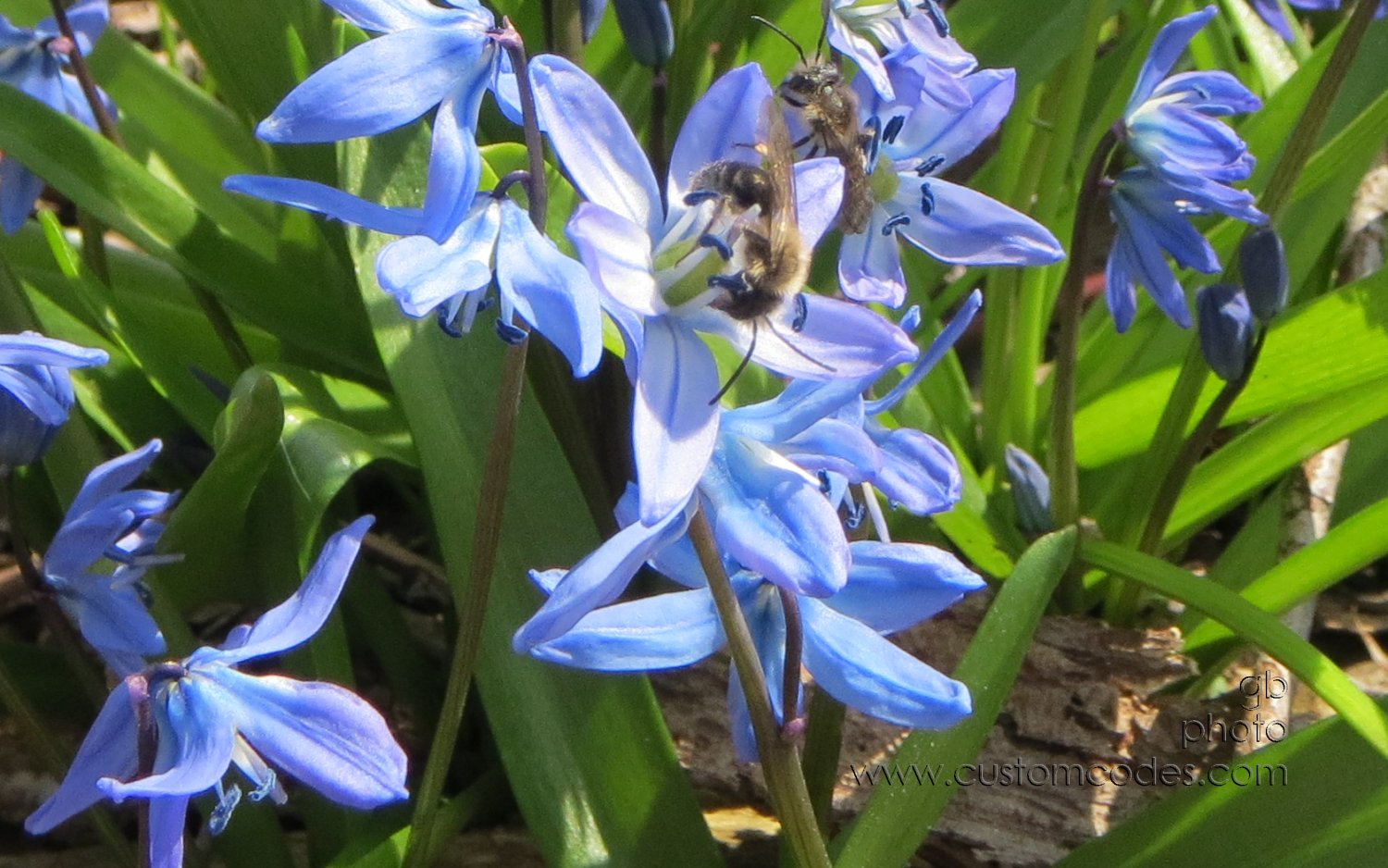 blueBuzz_20130426