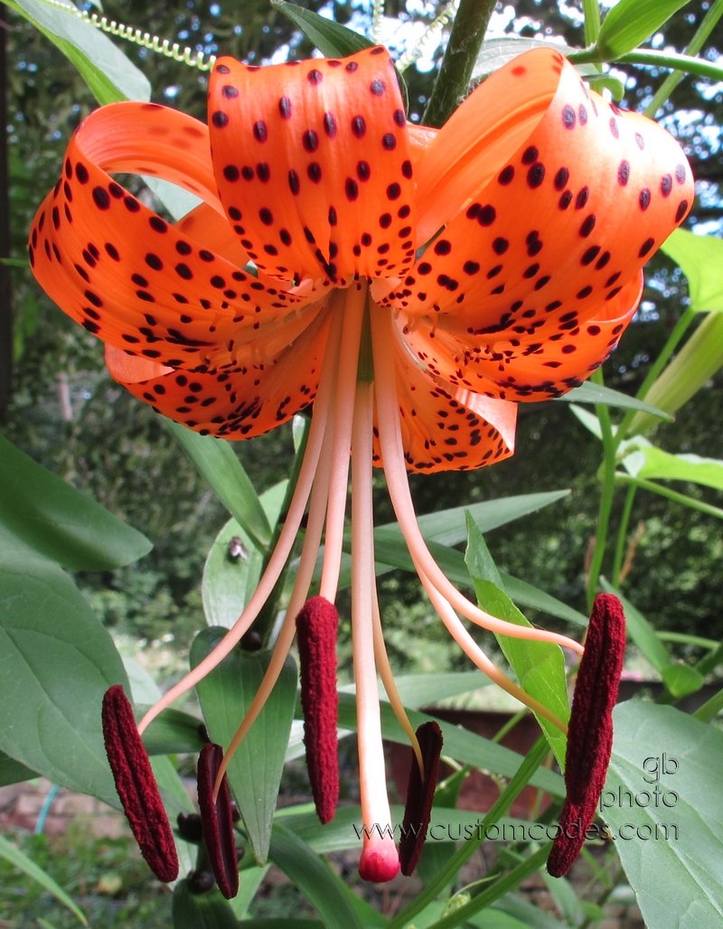 TigerLily_20130728