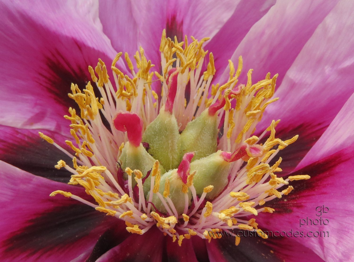 treePeony_20130604