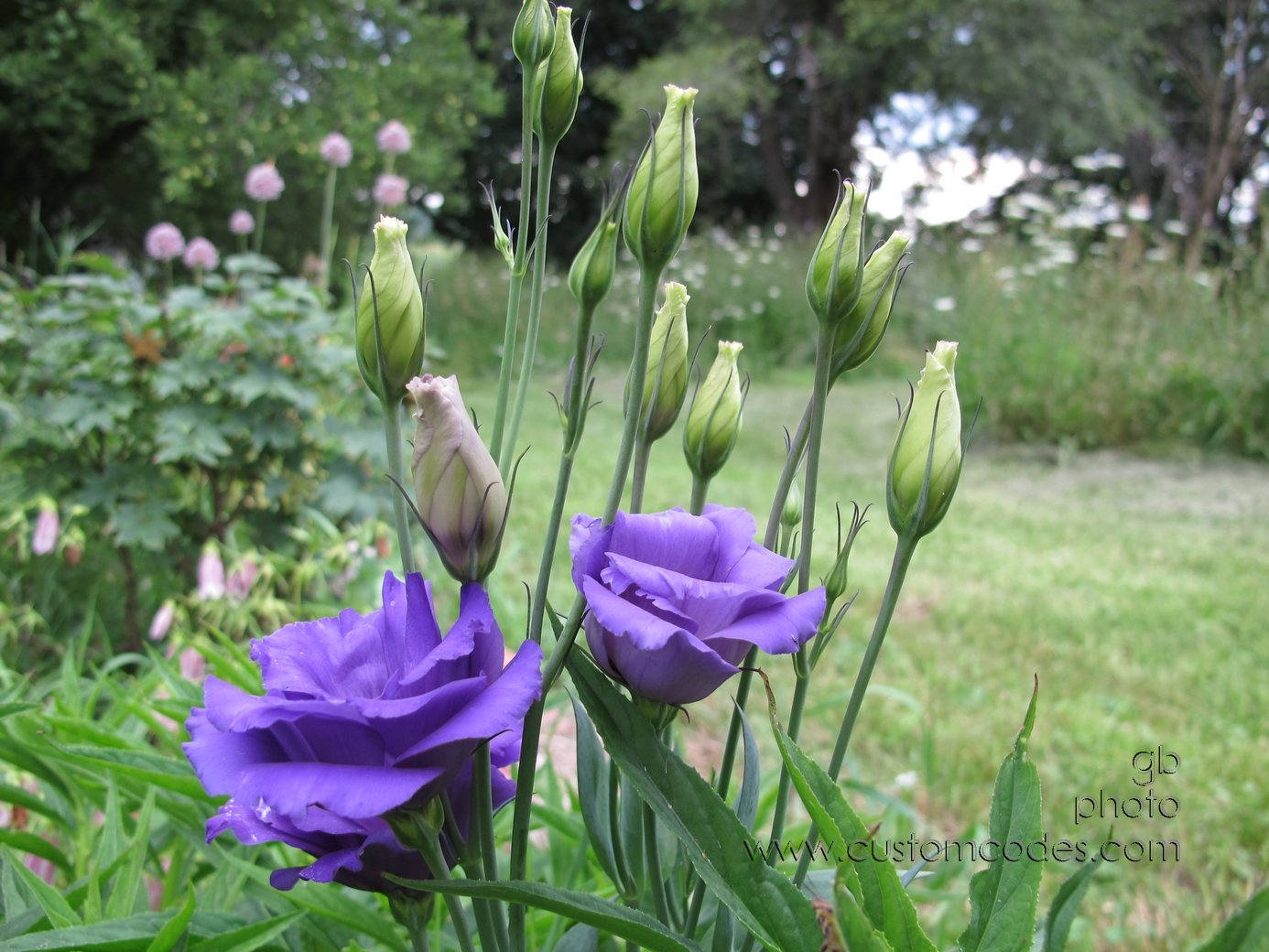 lisiantus_20130721
