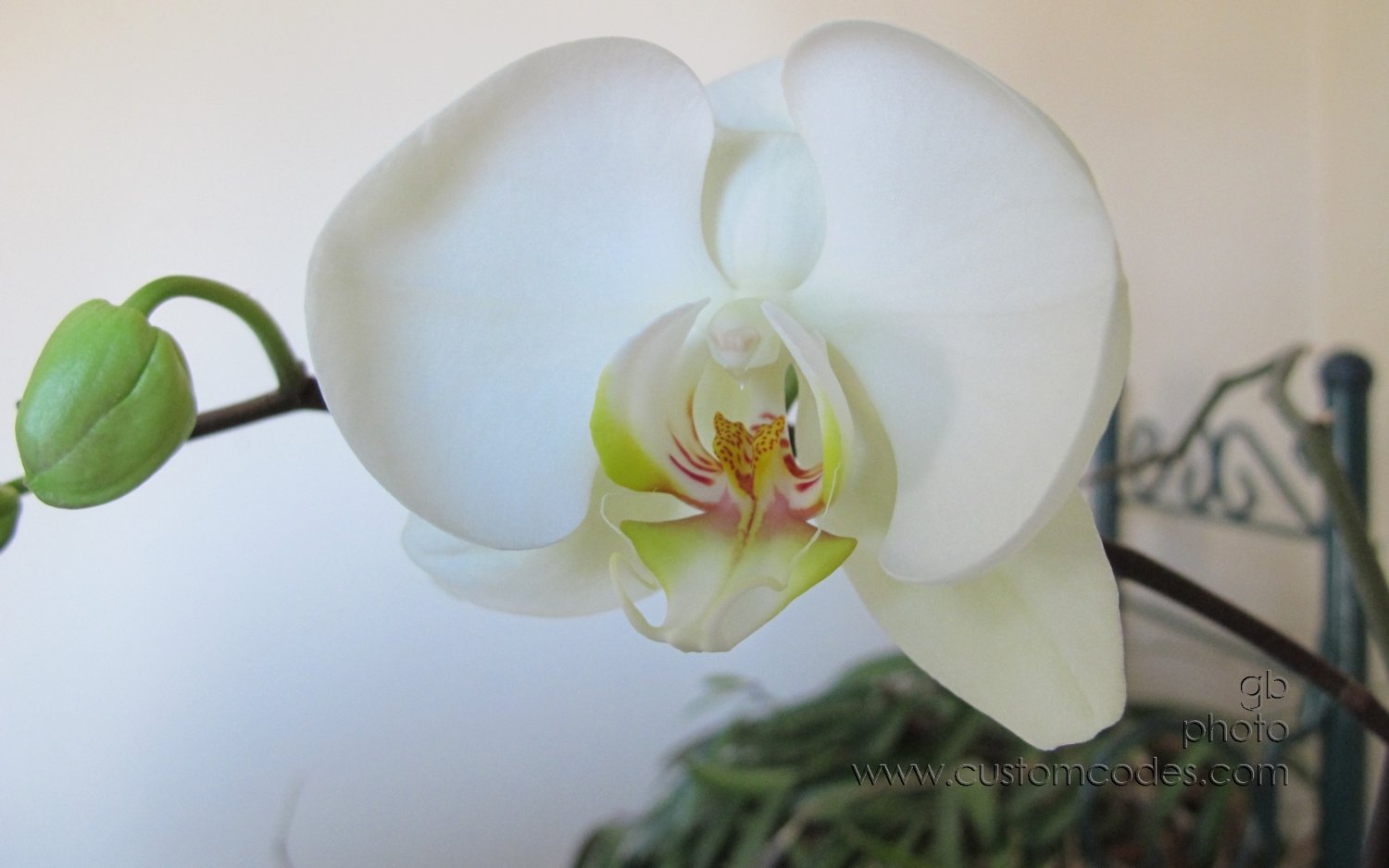 MomsOrchid20130402