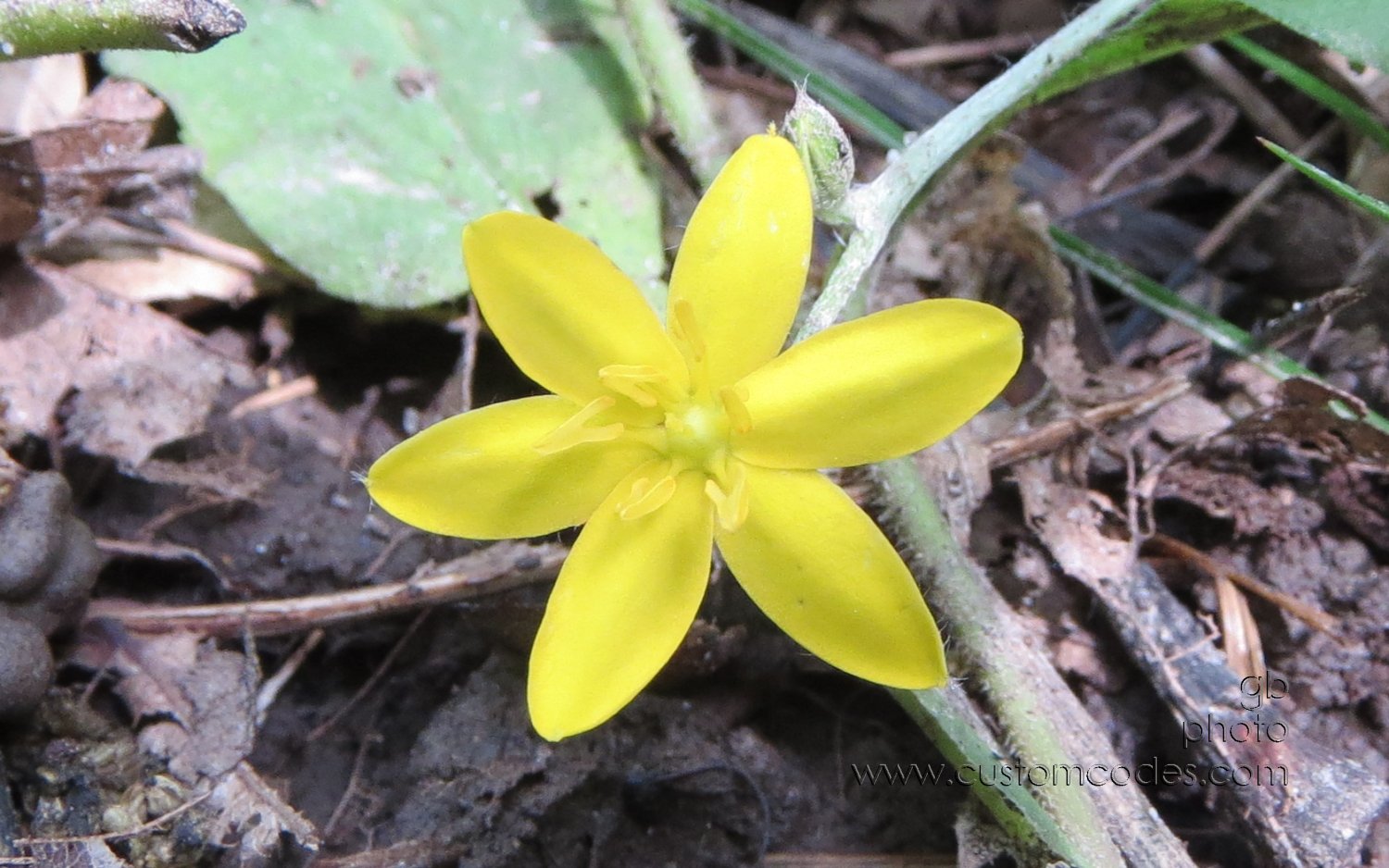YellowStarGrass_20130608
