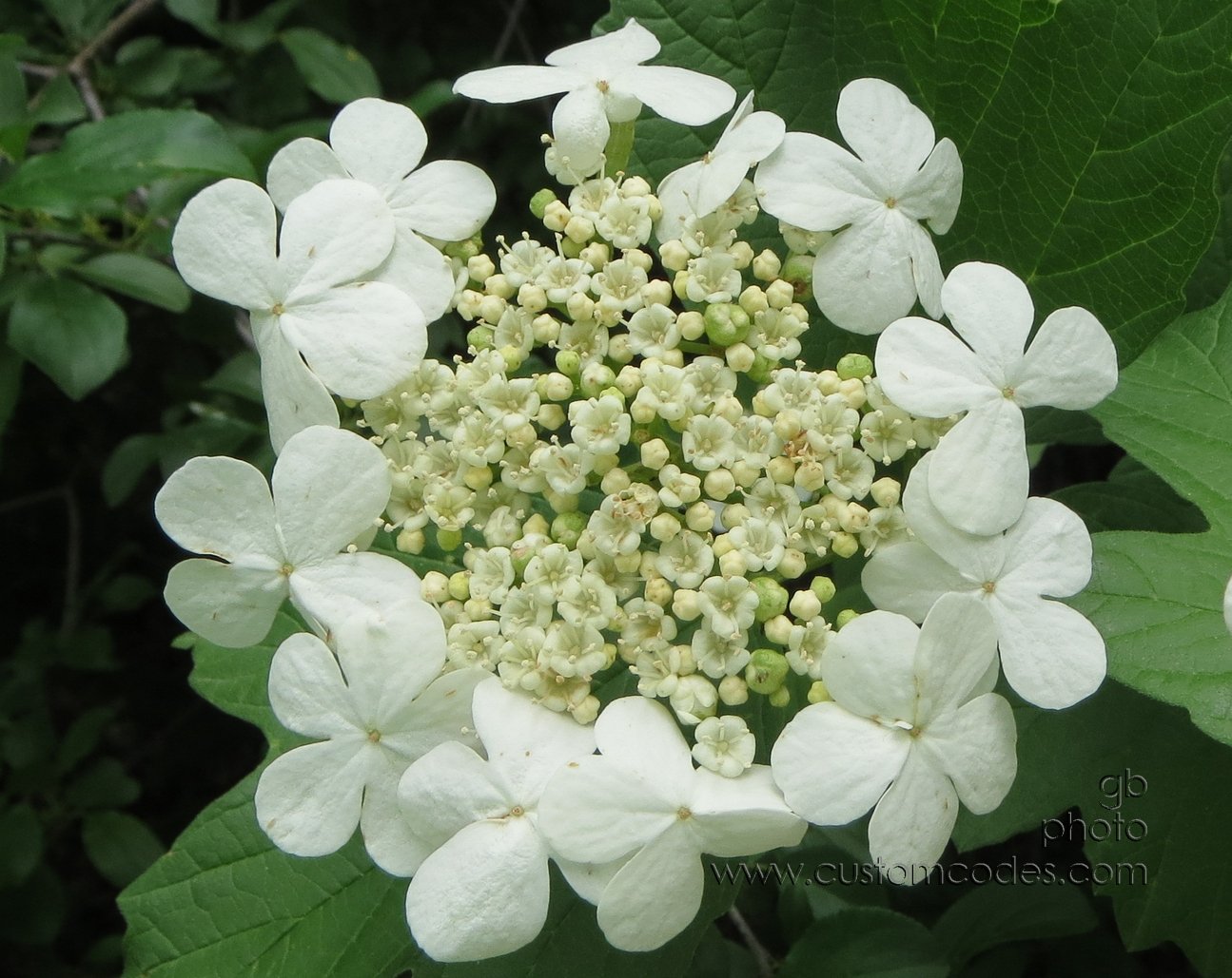 shrub_20130601