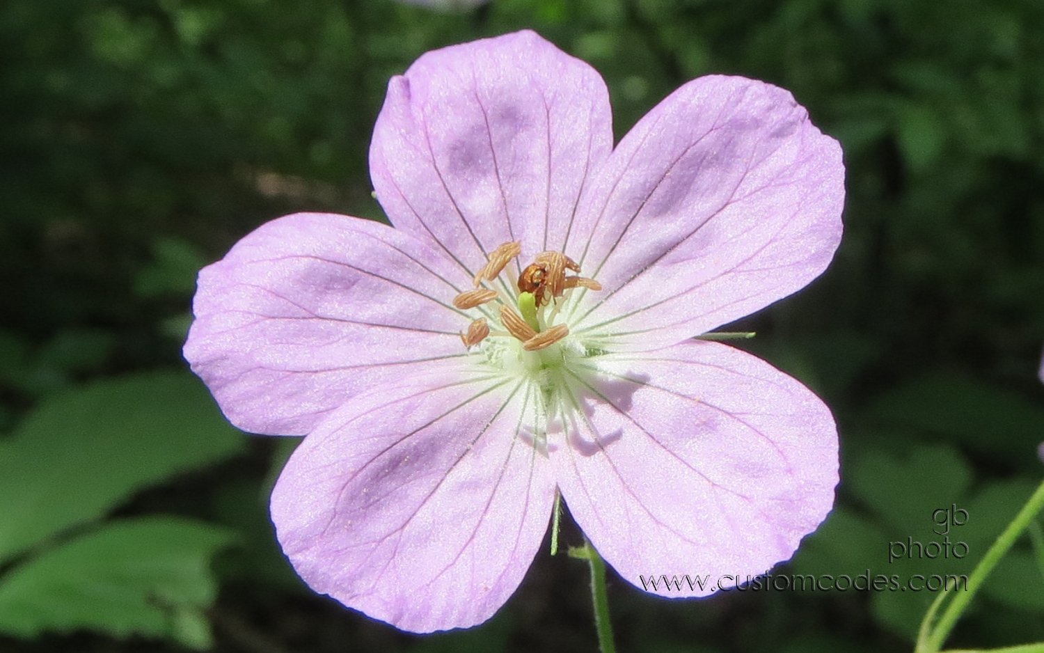 WildGeranium_20130608