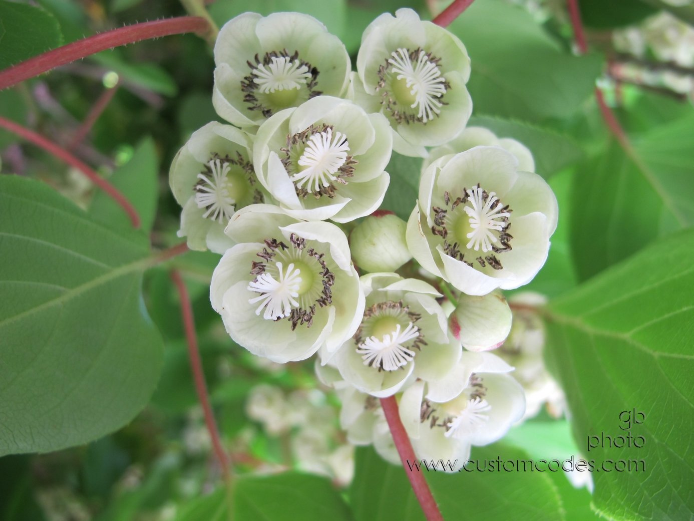 kiwis_20130614