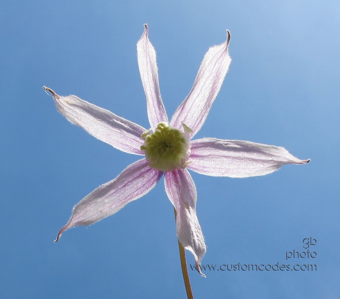 windmill_20140525