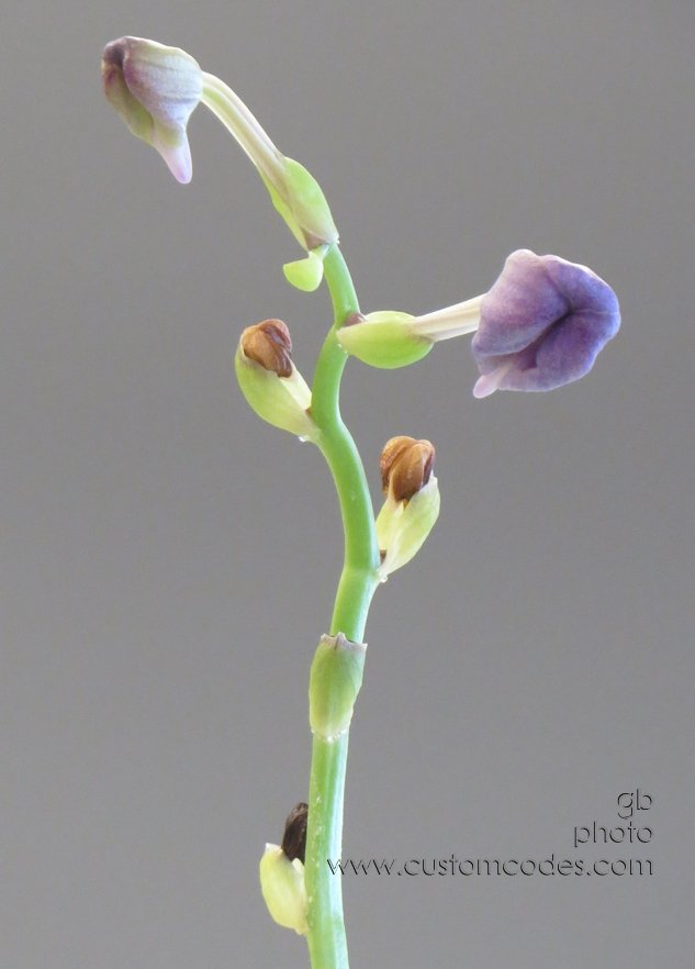Vanda_20141031
