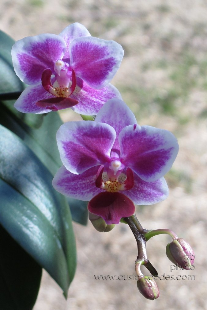 orchid_20140425_4