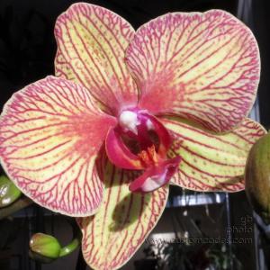 orchid_20140308