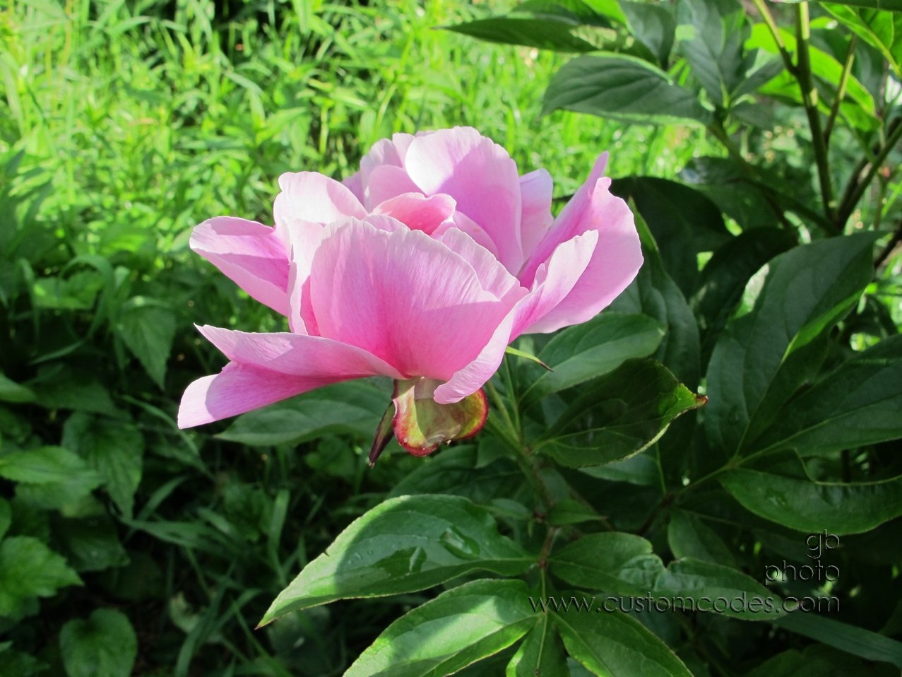 TreePeony_20140604_1