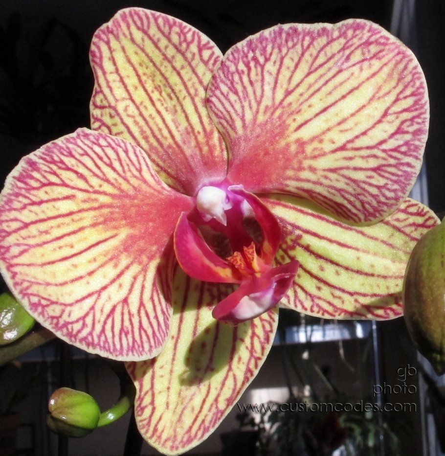orchid_20140308