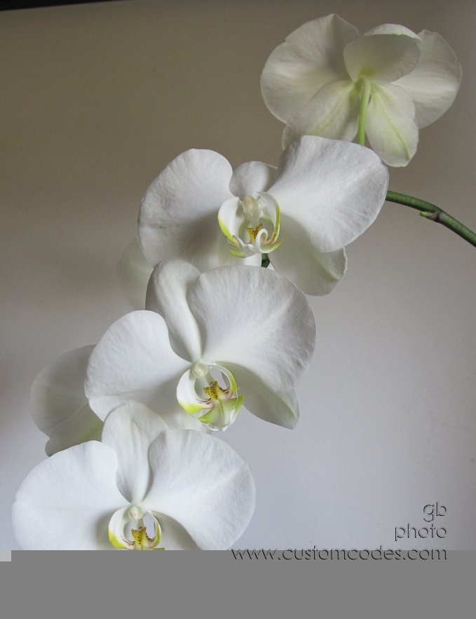 orchid_white_20140510