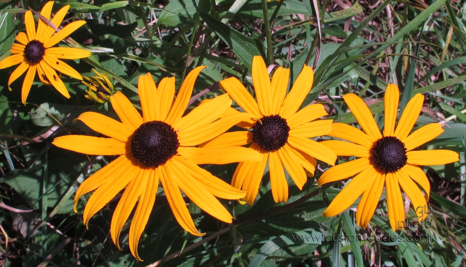 rudbekia2_20150809