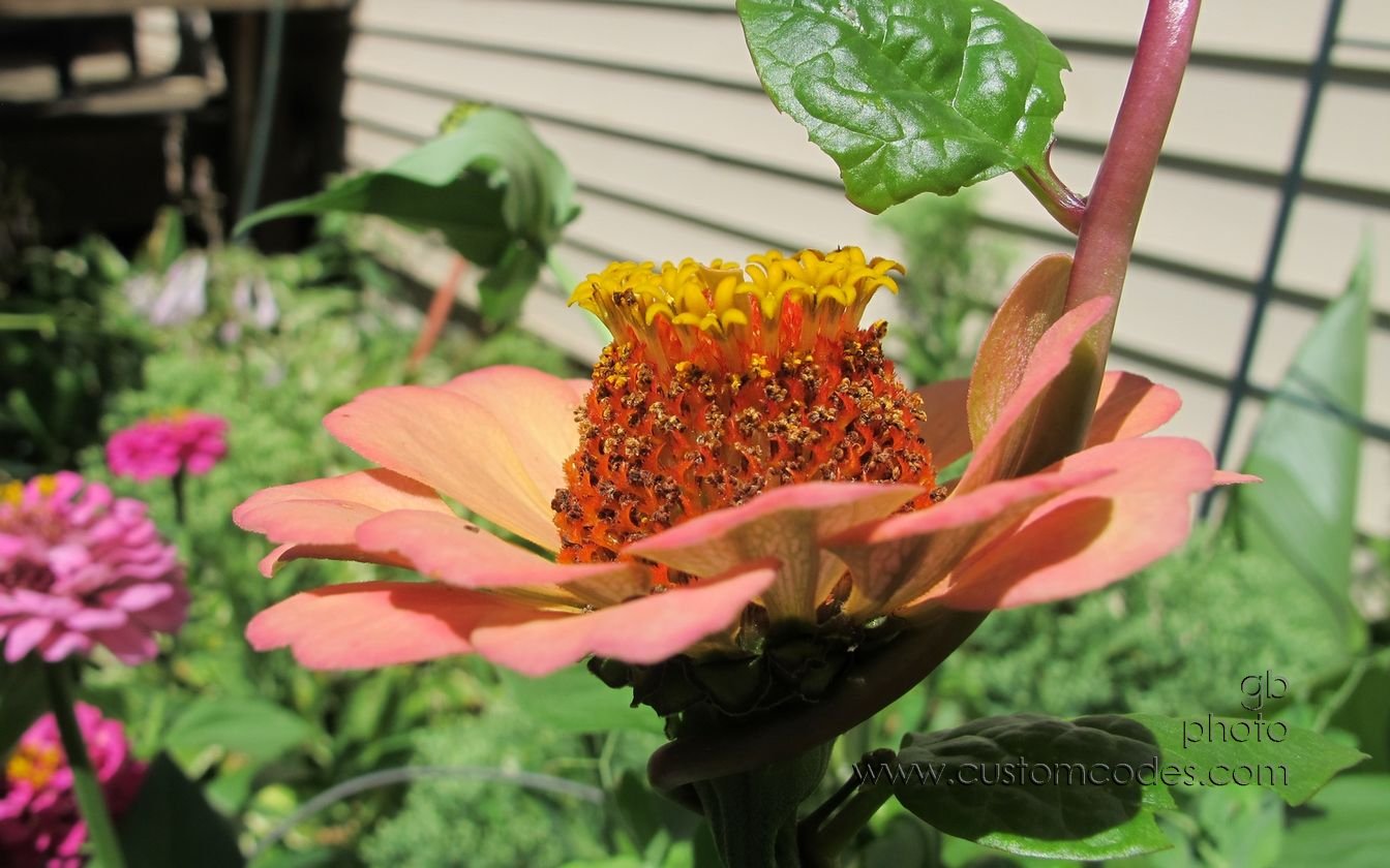 zinnia3_20150809