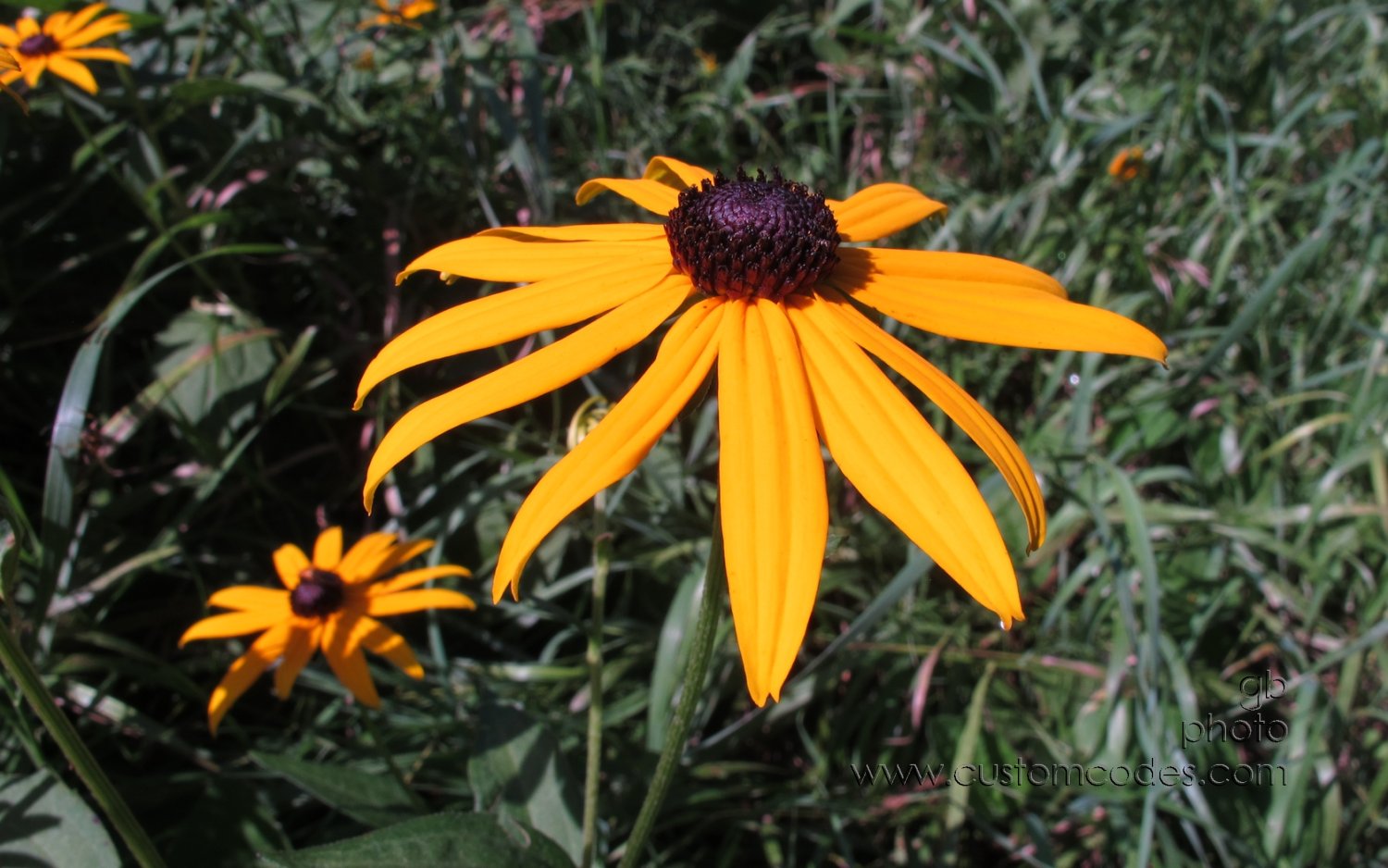 rudbekia_20150809