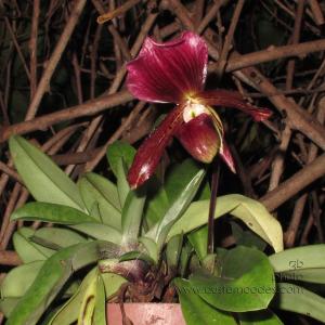 orchid_20150902