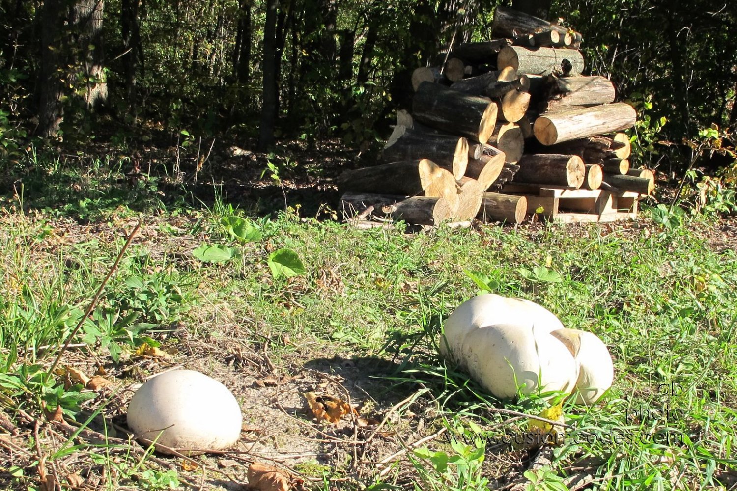 PuffBalls_20151011