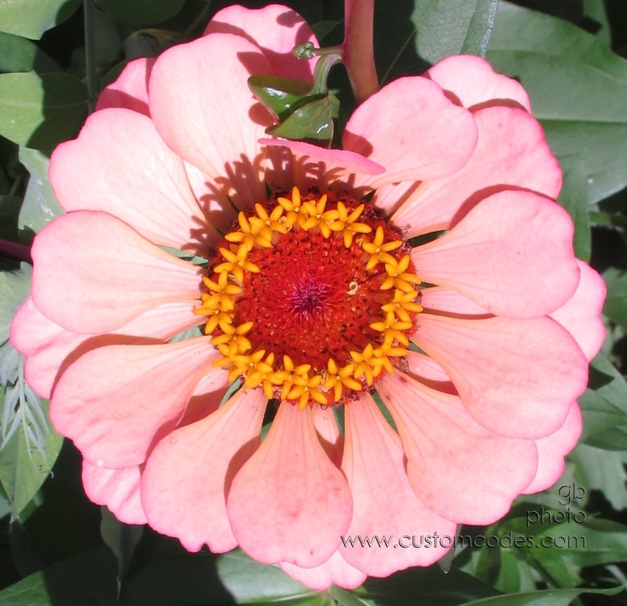 zinnia_20150809