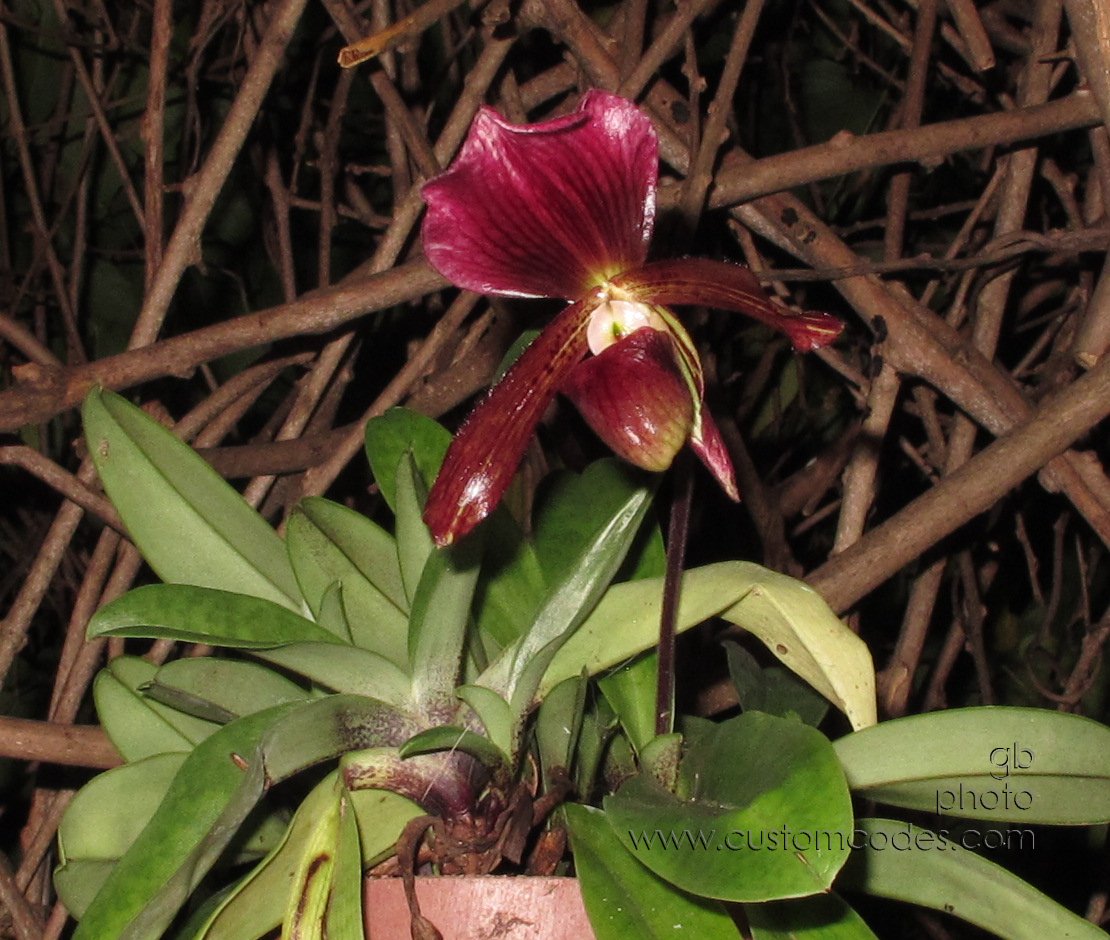 orchid_20150902
