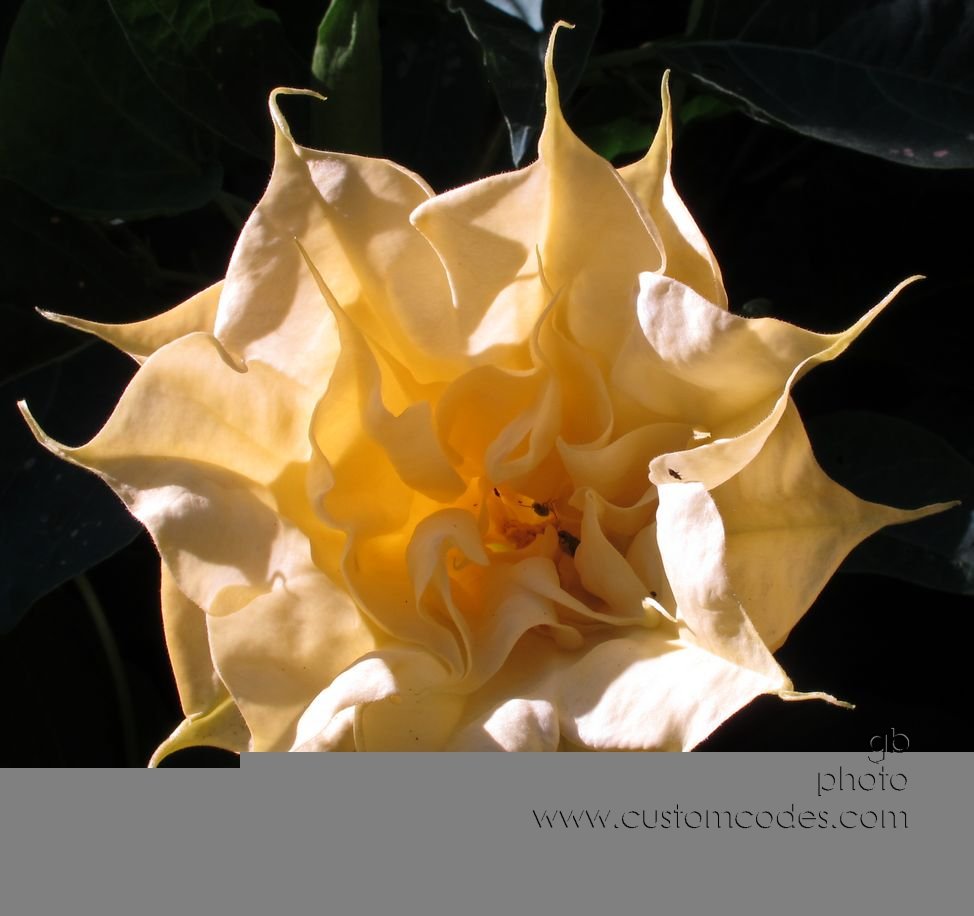 moonflower-_20151011