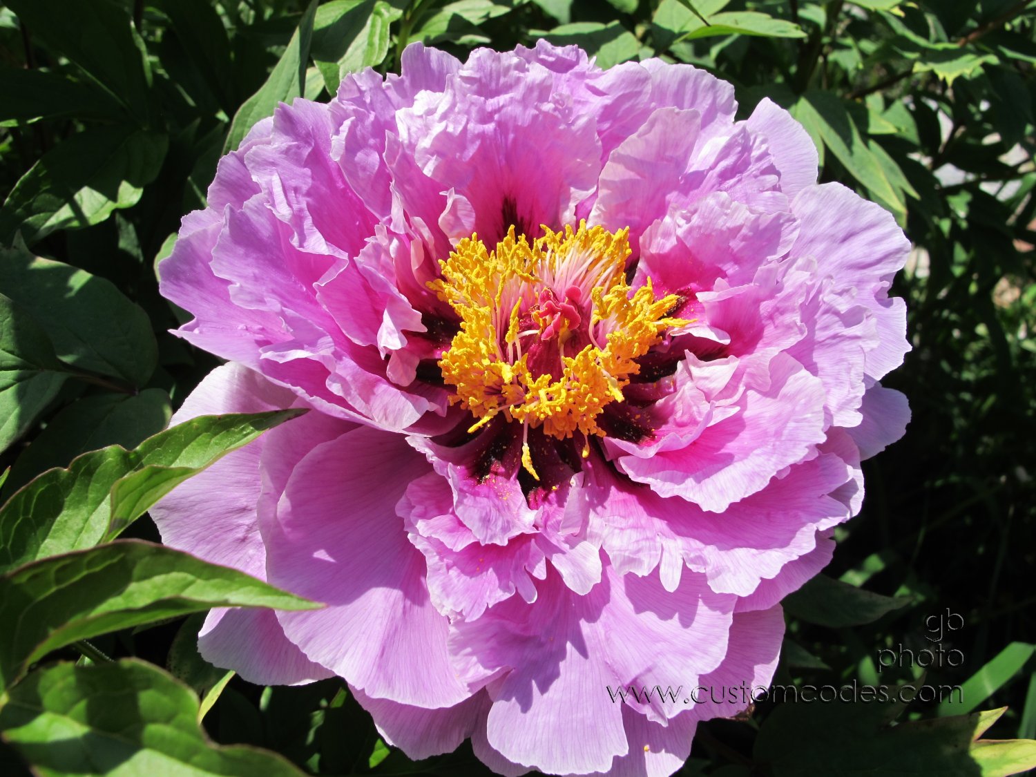 TreePeony_open_20160522