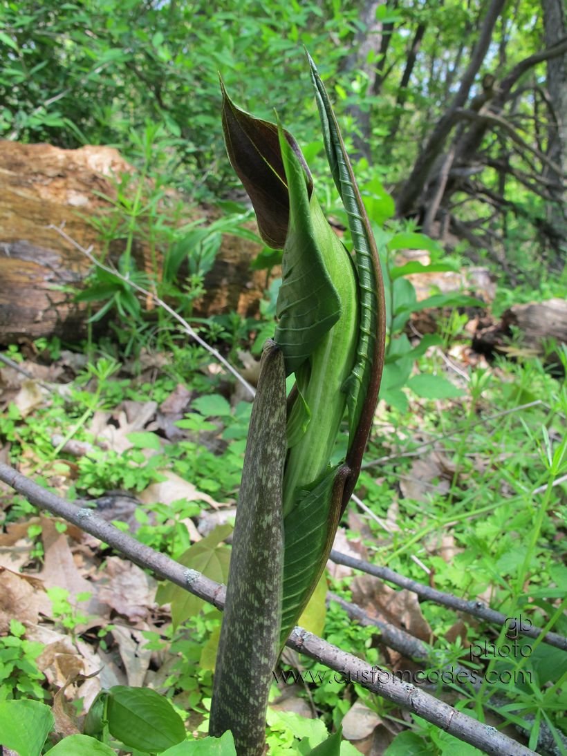 JackInThePulpitUnfurling_20160508