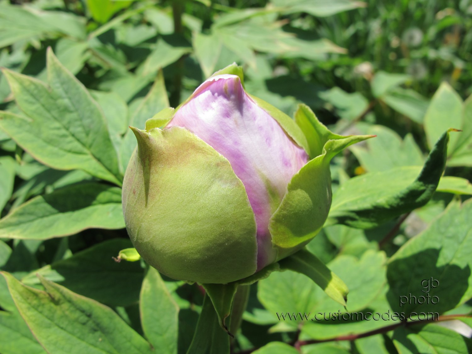 TreePeonyBud_20160522