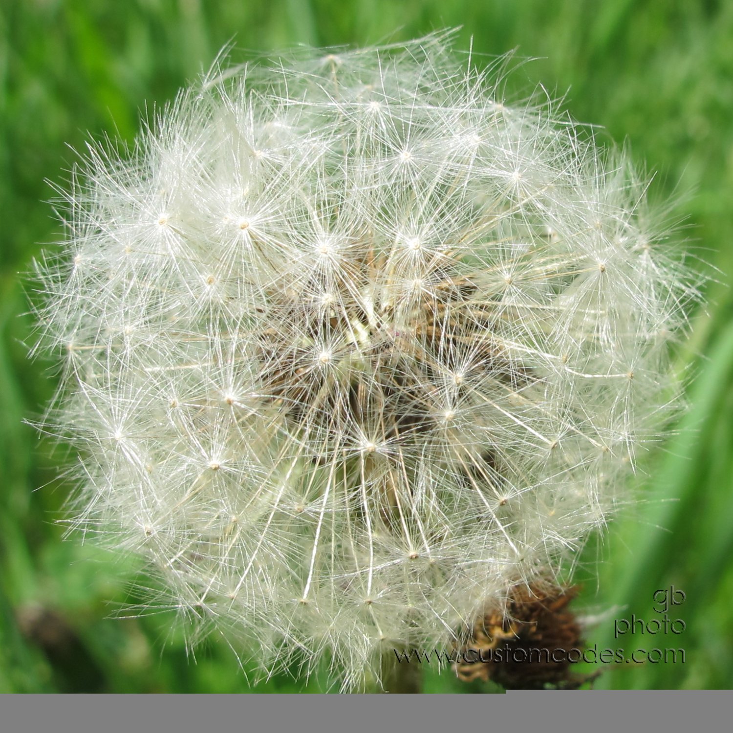 nextYearsBeeForage_20160508