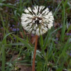 dandelion