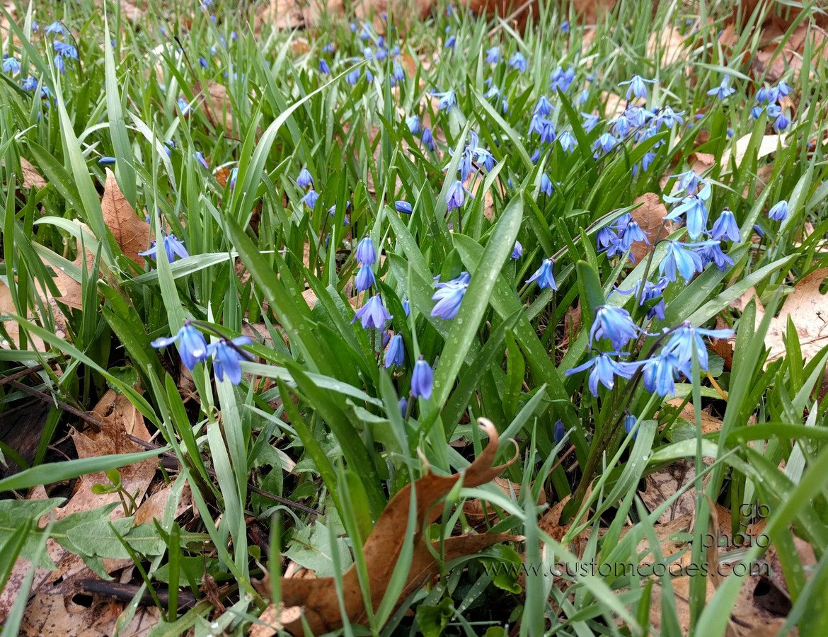 SiberianSquill_20170410