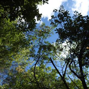 CherryTree-noZoom_20170620