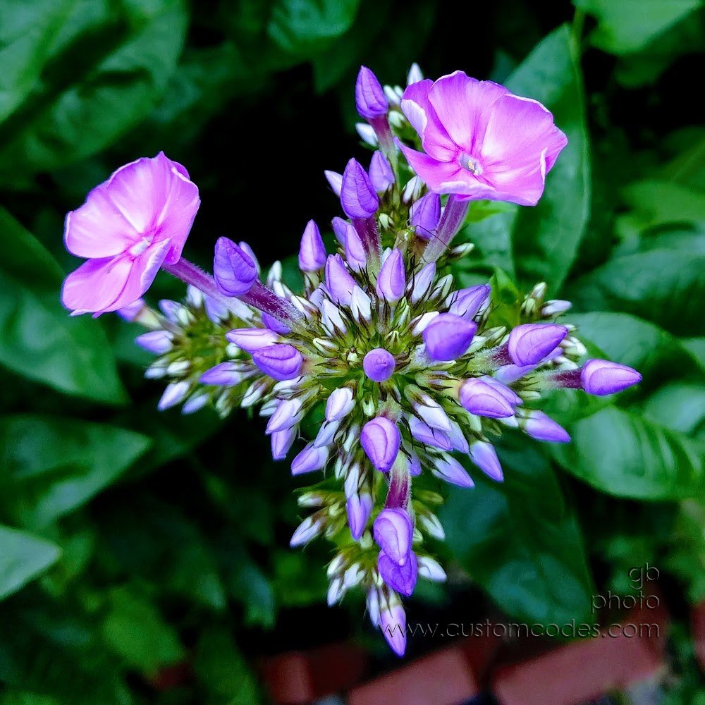 phlox_20170727GE