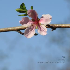 PeachBlossom