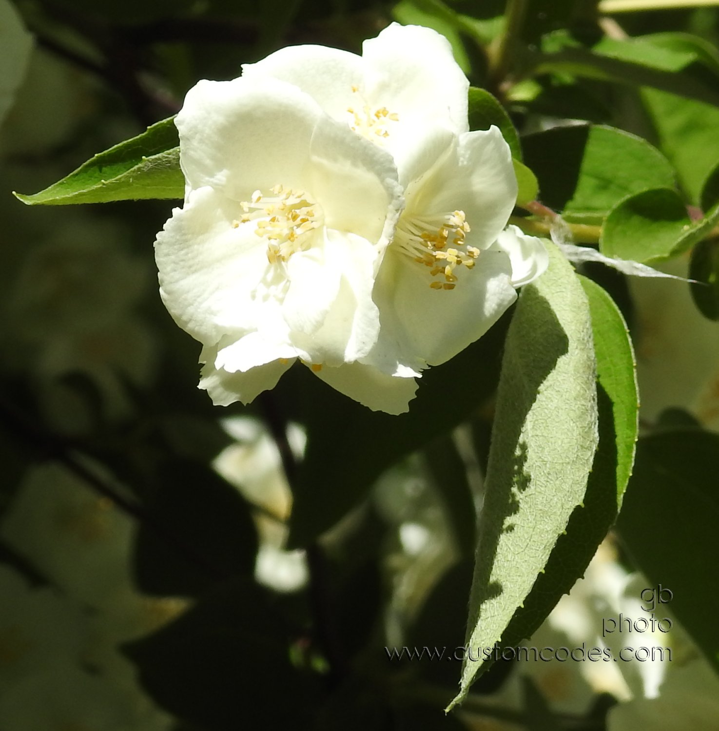 MockOrange_20180613