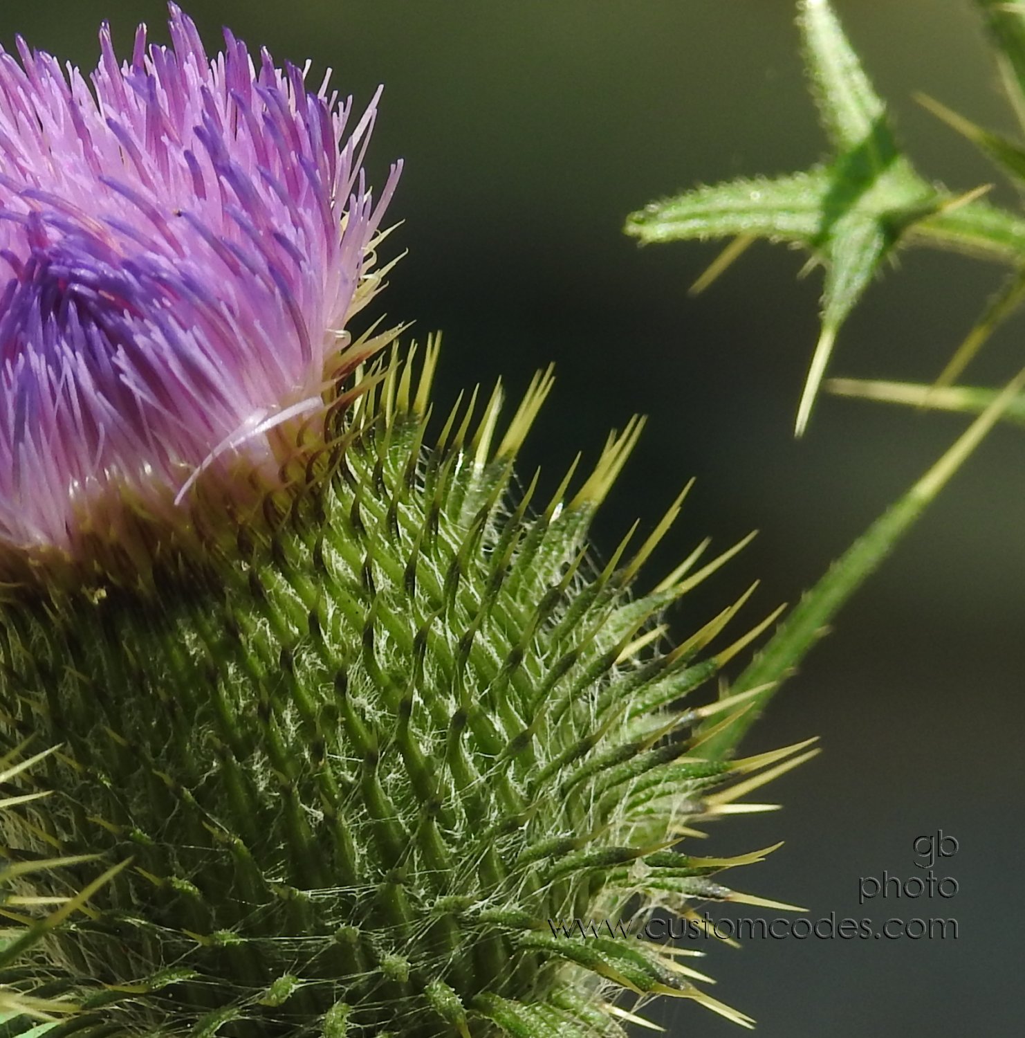 Thistle_20180729