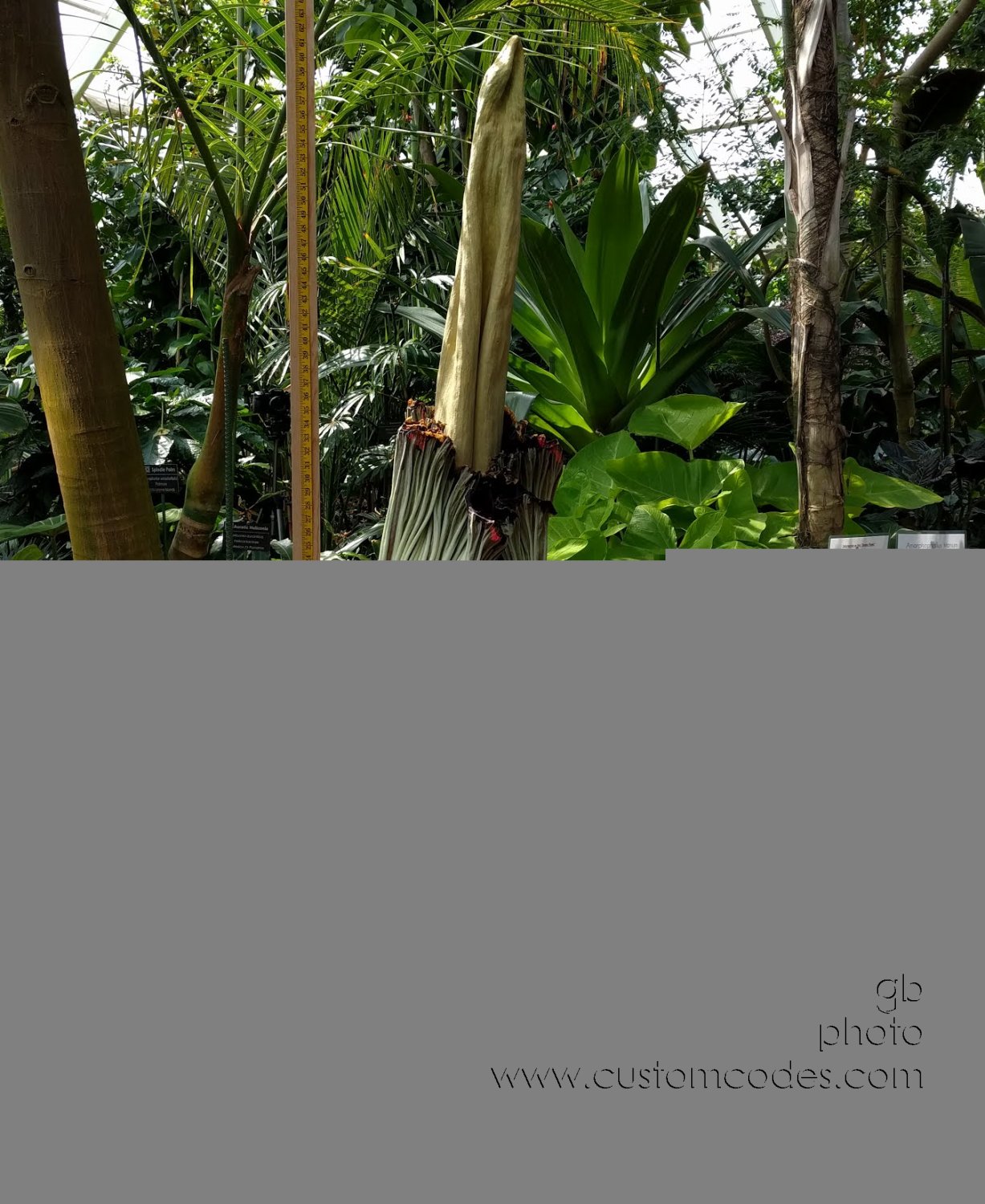OlbrichParkCorpseFlower_20180515