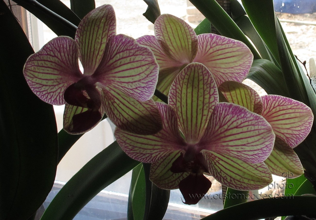 Orchid-HangingBasket_20180411