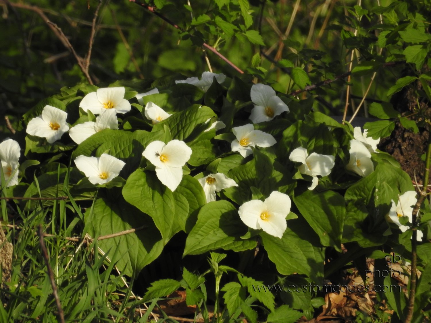 Trillium_20180510