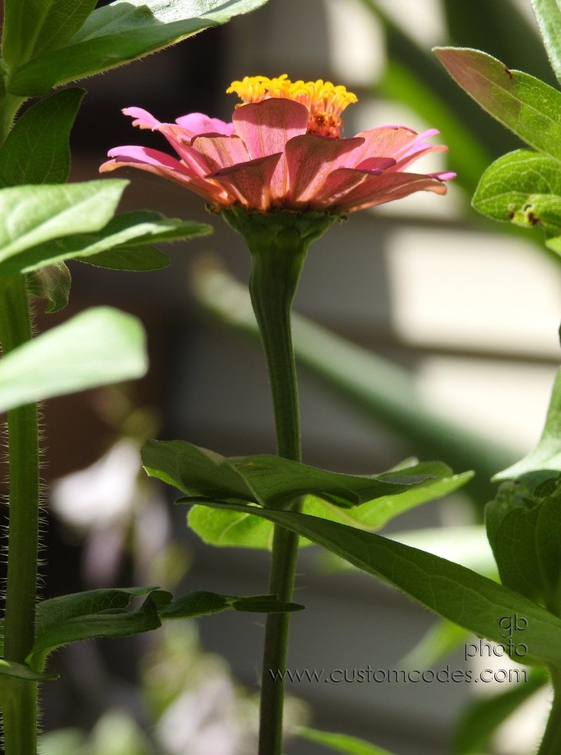 zinnia_20180718