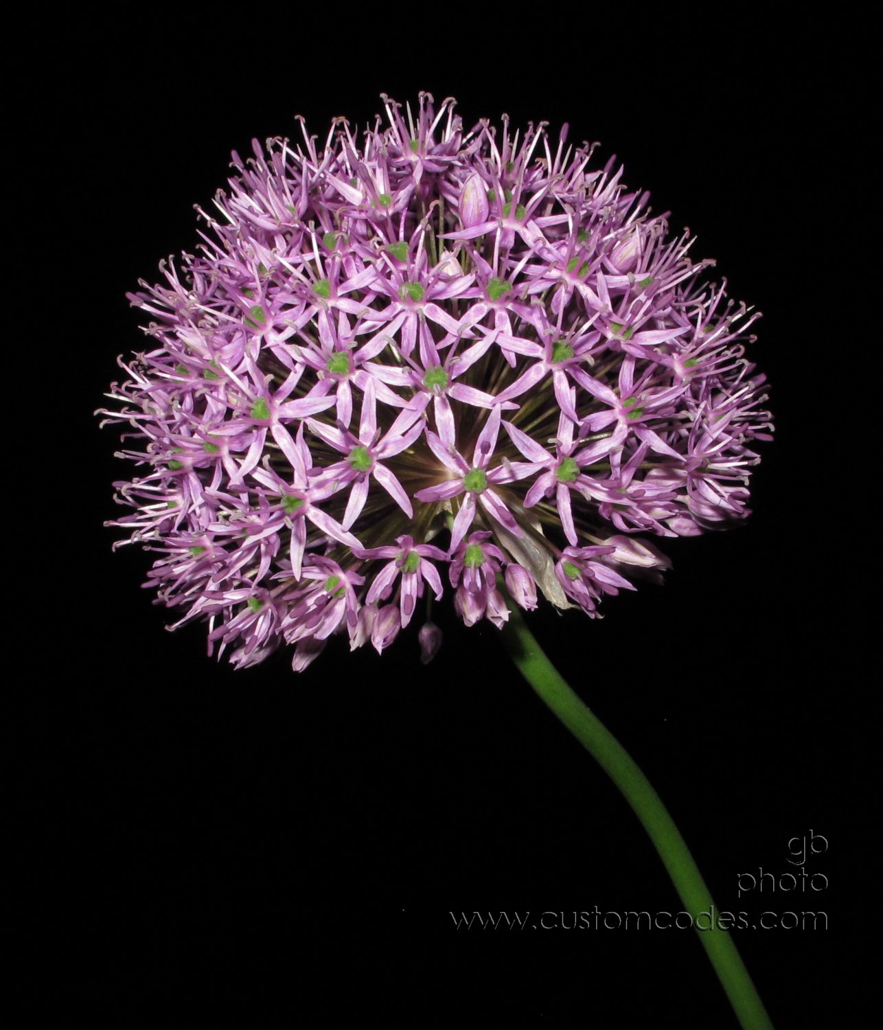 allium_20190527