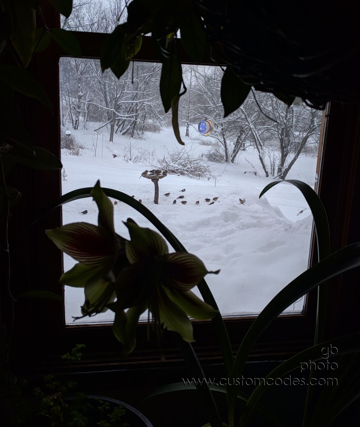 Survival_20190124