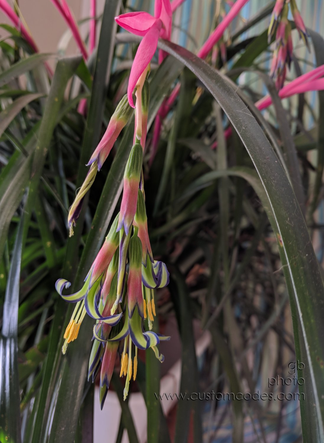 BillbergiaNutans_20190119