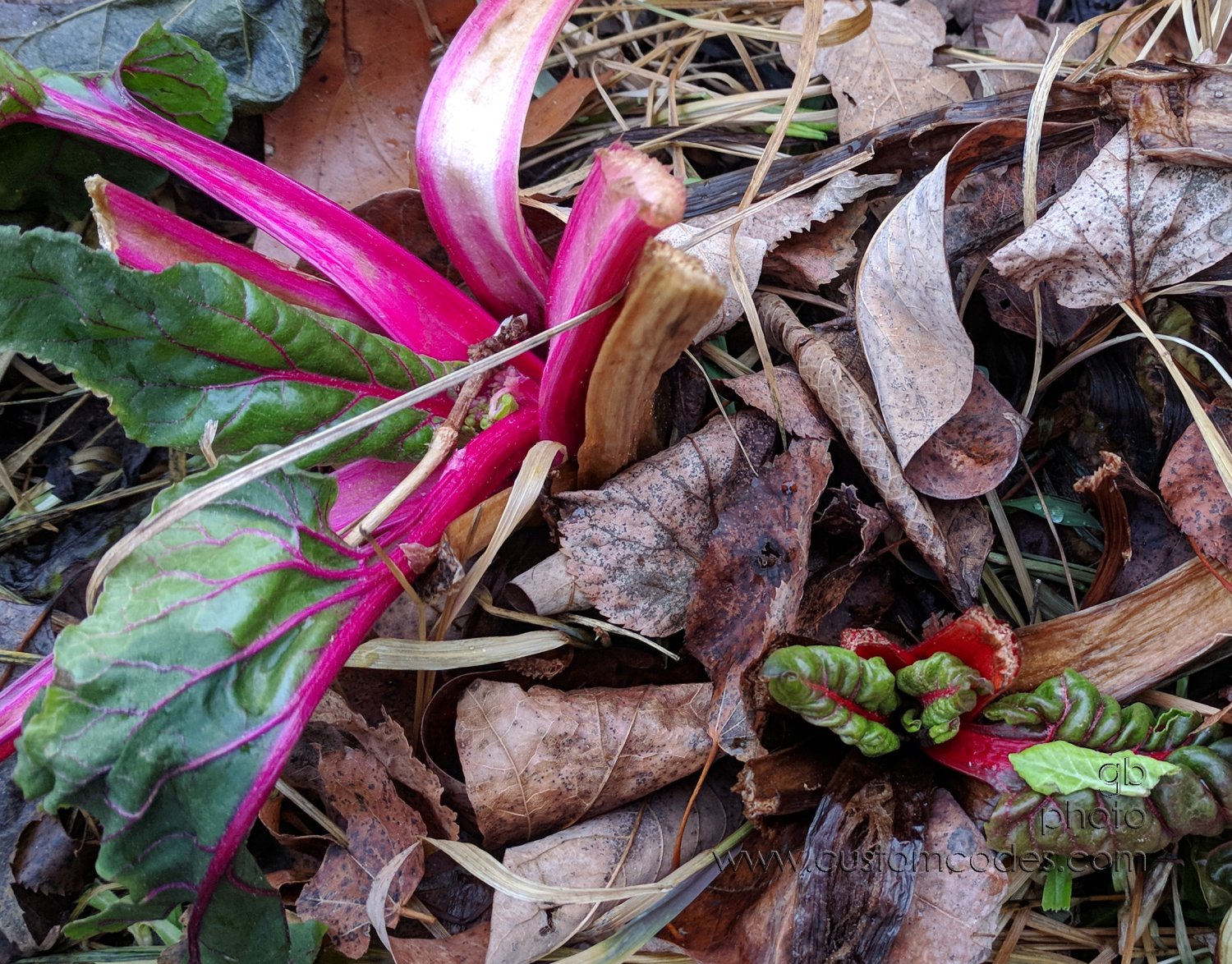 SwissChard_20190108