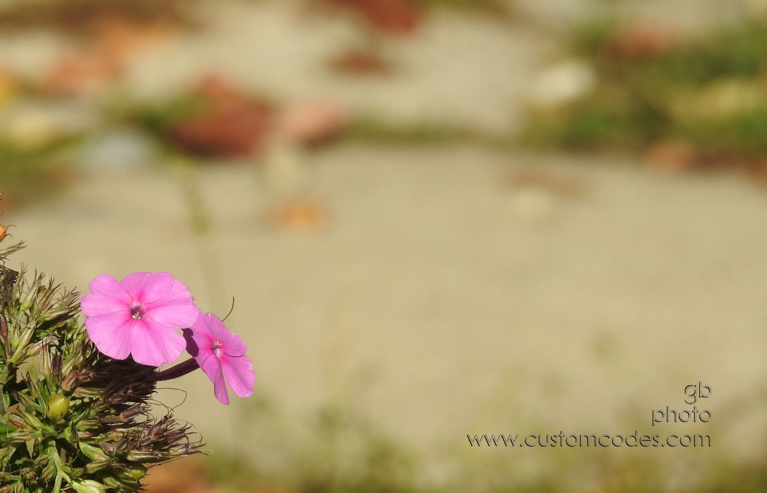 2Phlox_20201001